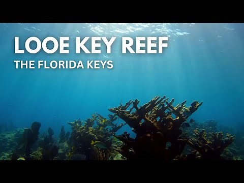 Snorkeling LOOE KEY REEF | Florida Keys Snorkeling | Thriving Reef and Corals
