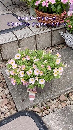 Suntory Flowers Million Bells Antique Peach #Calibrachoa #Gardening #MillionBells