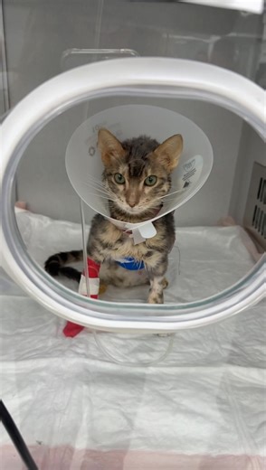 after going to the vet multiple times and being told “he was just a lazy cat & this is his personality” when i told them multiple times my baby was sick…. he finally got diagnosed w/ wet FIP. Yesterday i gave him his first FIP dose and a couple hours later i found his having a seizure and using the bathroom all over himself limp. rushed him to the hospital and he got saved. he is extremely sick but fighting. FCKKK FIP. don’t wish this on ANYONE. my baby is fighting SO HARD. pls pray for my gaara