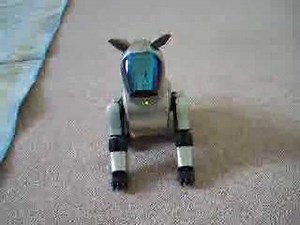 Salvo the Aibo Shows His Tricks!
