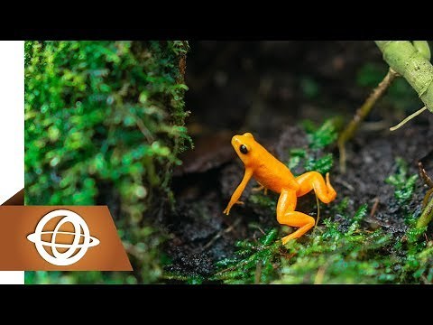 Top 10 Highest Jumping Animals in the World