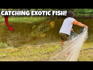 I Found a FLOODED Everglades Creek… And Caught Something INSANE In My Trap!
