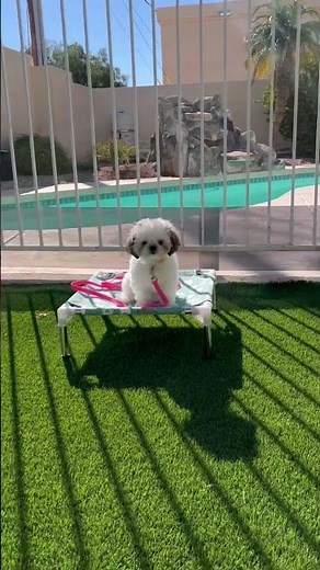 Shih Tzu Puppy Enjoys Obedience in Paradise 🌴#shorts
