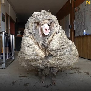 5.3M views · 67K reactions | Ce mouton a été retrouvé errant seul dans la nature avec 35 kilos de laine . | Newsner Français | Facebook