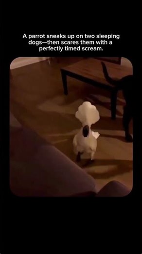 This Bird Outsmarted Everyone in the Room