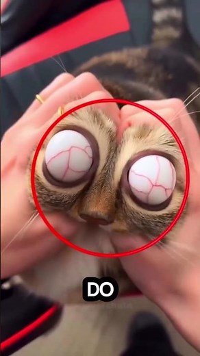 Do not ever squeeze your cat’s face! This video explains why!