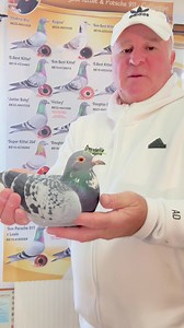 38K views · 3.9K reactions | My new. Super Star ⭐️. Maverick. Gold. Medal winner. Best pigeon in the world. Long history from this line. Pokerface. Bolt. Champ. Carl Penelope. All same line | Andreas Drapa | Facebook
