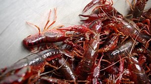 Xử lý nghiêm việc nhập khẩu, phát tán loài ngoại lai xâm hại