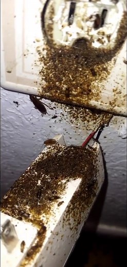 Peski | Severe Roach Infestation #roach #cockroach #pestcontrol | Instagram