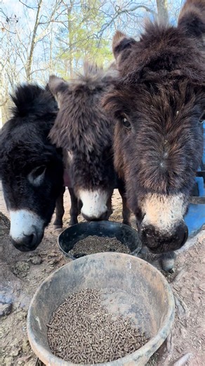 “You got any biscuits in there?” 👀🍪 Why eat out of their own bowl if they can share? Just three of the cutest donkeys checking the menu and hoping for treats. #blairhavenfarmequinerescue #donkey #BlairHavenFarm #equinerescue #donkeyoftiktok