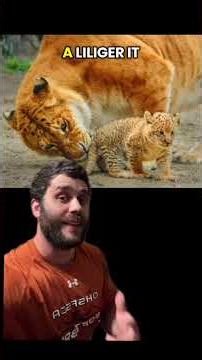 What Makes Ligers So Massive? #learning #liger #cats #animals #genetics #giant #lion #science
