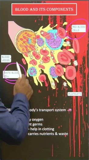 Blood and Its Components | Class 10 Science | Life Processes | Transportation in Humans | Shorts |