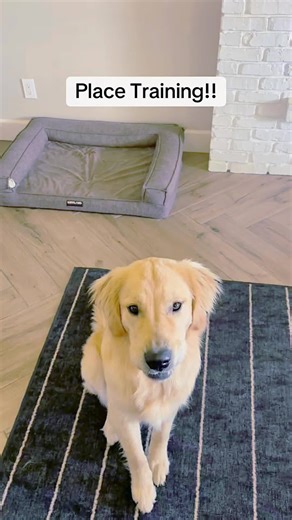 Dog Training Tips | Program on Instagram: "Unlock the secret to a calm and obedient pup with the Dog Calming Code. 🐾✨ Link in BIo @wedogtrainer . . . . . . . #dogtraining #hundesport #dogsport #hundetraining #workingmalinois #unterordnung #obedience #unterordnungstraining #obediencedog #dogobedience #dogsports #doghandler #doghandling #igpdog #DogTraining #ReactiveDog #DogBehavior #DogHealth #TeenagedDog#DogTraining #DogTrainingTips #DogTrainingAdvice #ReactivityTrainingTips #labrador #acergund