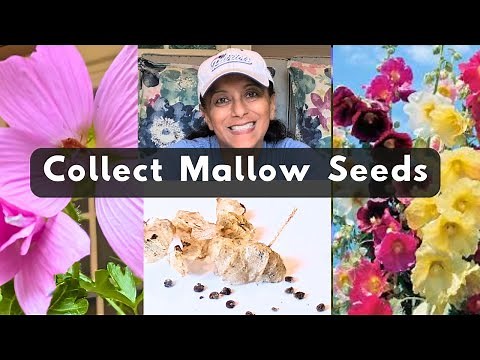 How To Collect Mallow Hollyhock Hibiscus Malva Seeds