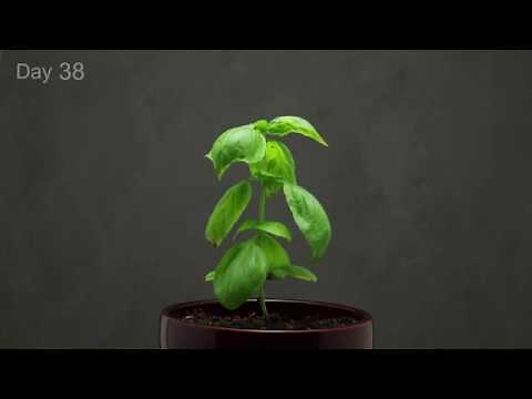 🌱 Growing Basil Time Lapse - 40 days in 1 minute.