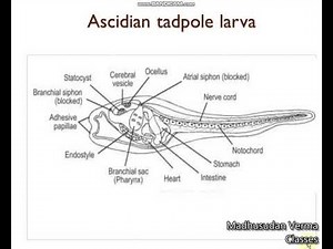 Ascidian tadpole larva