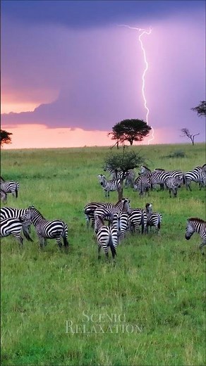 Thunderstorm in Africa ⚡️🦓 #tanzania #serengeti #africa