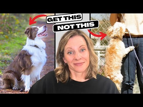 🛑 STOP Your Dog From Jumping! Everything You Need to Know!