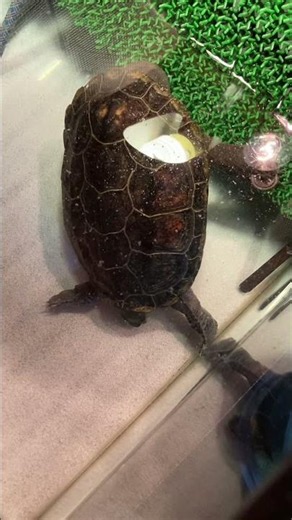 アクロバティックに餌を探す亀 クサガメ かわいい オス 爬虫類 なつく 慣れる 亀飼育 Reeves turtle looking for food.