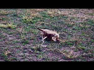 Baby Cheetahs Learning How To Kill A Baby Gazelle