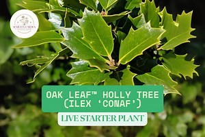 Oak Leaf™ Holly Tree (ilex ‘conaf’) – 1 Live Starter Plant – Compact Evergreen – Ships Bare Root - Etsy