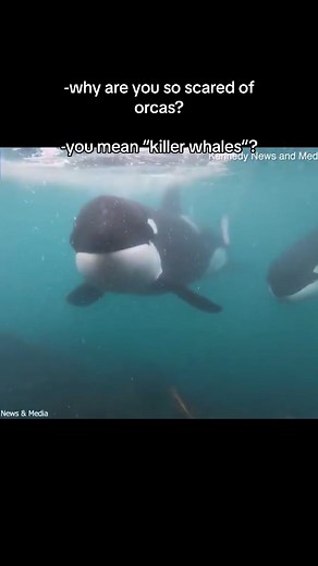 they’re so cute🥰 #wildlife #edit #orca #horror #killerwhale #fyp #viral #videos