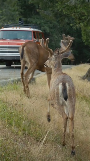 3.1K views · 57 reactions | It may only get 13 miles per gallon, but it delivers unlimited nostalgia. This 1972 Chevy Suburban has been part of our family for decades...and that’s why it’s a "Car We Can’t Sell". #griots #griotsgarage #havefuninyourgarage | Griot's Garage | Facebook