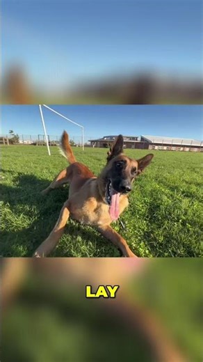 Dog's Amazing Frisbee Catch & Training! Watch This! #shorts