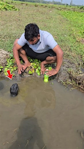 12K views · 45 reactions | New technique to catch black snakes. #foryouシ | Shahin On Fire | Facebook