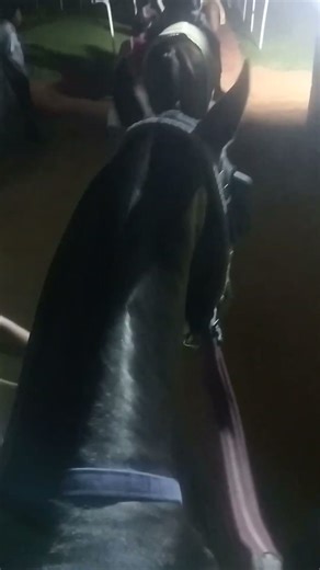 HOW TO RIDE A HORSE FOR BEGINNERS (STEP BY STEP) #horseriding #short #video