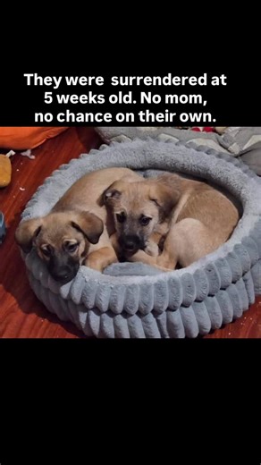 Lancaster Animal Care Center on Instagram: "Seven tiny lives were surrendered at only five weeks old. With no mother and no way to survive alone, their future was uncertain. Thankfully, an incredible foster stepped up and kept them safe outside of the care center. WE APPRECIATE OUR FOSTERS SOOOO MUCH!! Three have already been adopted, but four still need your help to be seen. If they don’t find homes soon, they may have to return to the care center where illness is always a risk. • Dexter – scru