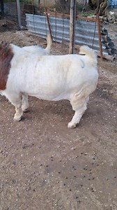 1. Fast Growth Rate Boer goats are one of the fastest-growing meat goat breeds, reaching market size quicker than local breeds. 2. Excellent Meat Quality They are highly valued for their tender, lean, and tasty meat — perfect for commercial sales. 3. High Fertility Rate A healthy Boer doe can produce twins or triplets regularly, increasing farm profit. 4. Strong Disease Resistance Boers are tough and hardy, especially when crossed with local breeds like Sahelian or WAD. 5. Adaptable to Nigerian 