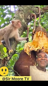 😳 is this the monkey eating sycamore fruit or jackfruit? SIR MOORE TV #reelsvideoシシ #reelsfypシv #everyoneシ゚ #facebookpostシ #goviralpost #followers | SIR MOORE TV