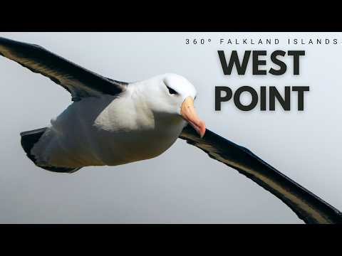 West Point Island Shore Excursion: Albatross & Penguin Colony (VR 360)