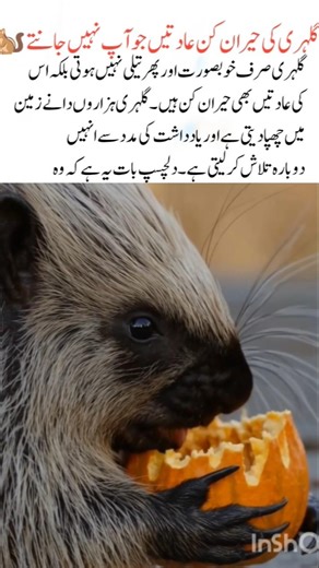 Amazing Squirrel Habits You Probably Didn’t Know 🐿️#probably#naturefacts#wildlife#nature#shorts