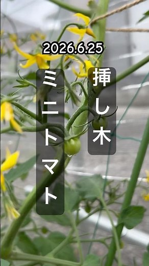 [Cherry Tomatoes] Grown Big from Cuttings! #TomatoGardening