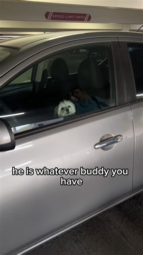 Strangers try to help cute puppy dog left in hot car at airport. Good samaritans come to the aid of helpless dog in danger. #puppy #dog #pets #inspiring This original video was produced by (Silly Skits & Sentimental Scenes's), Network Media, and Tony H Show. | Silly Skits & Sentimental Scenes