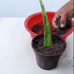 155K views · 3.8K reactions | Planting Aloe Vera From Leaf Cuttings | Rana Craft | Facebook