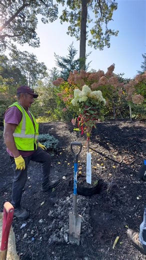 Find yourself a landscaper who makes every garden a work of art. 📞 (631) 253-0321 🌐 www.fiorinilandscape.com #Planting #Landscaping #FioriniLandscape #LongIsland #Trending #Viral #fyp | Fiorini Landscape Inc - Commercial Landscaping Long Island