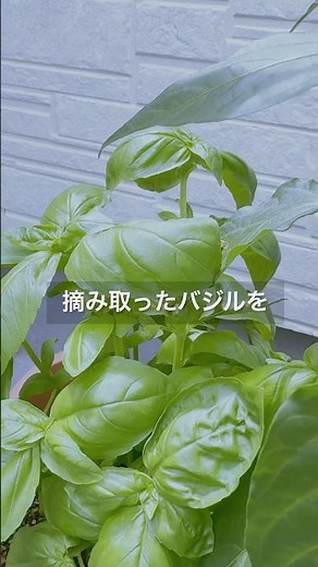 【#家庭菜園 】#バジル 増やす#栽培