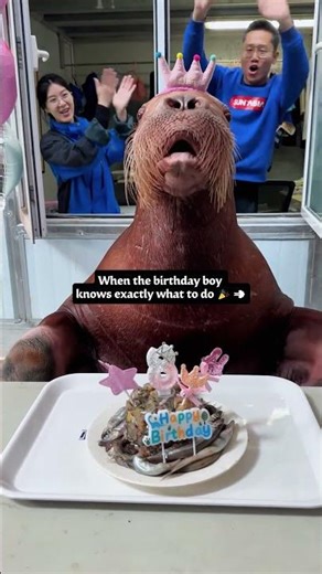 This walrus can’t handle Mondays 😹 #Funny #fyp #Walrus #KawaiiAnimals #OceanAnimals