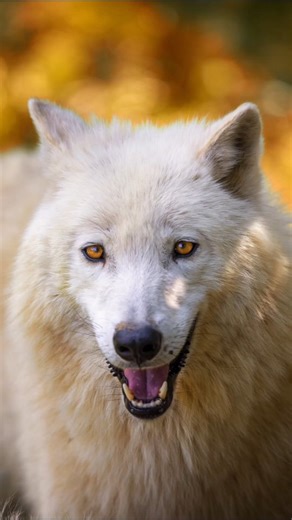 Before and after. Animal photography postprocessing... #photoshop #photograhy #patrikinthewild #tutorial #adobephotoshop | Patrik Staněk