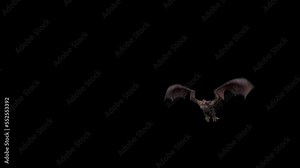 Realistic Dragon flying isolated on a black background.effect background footage motion graphics overlay 4K drag and drop editing software supporting blending modes ProRes 4444 codec , 25FPS.