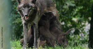 Northwestern wolf, (Canis lupus occidentalis), also known as the Mackenzie Valley wolf.