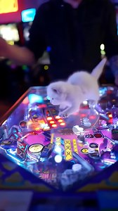 This adorable kitten chases the ball in a pinball machine at this arcade! | FuFu’s Cat House