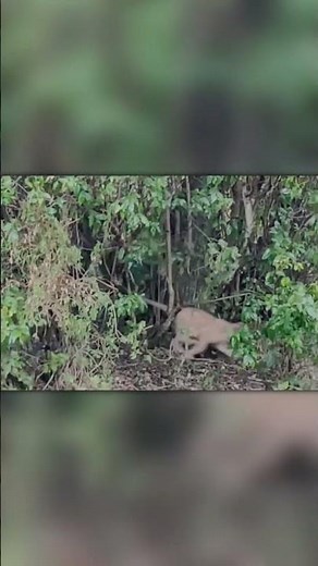 Lions vs. Black Mamba — Deadliest Snake Meets the Kings!