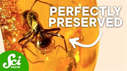 The most amazing discoveries found in amber