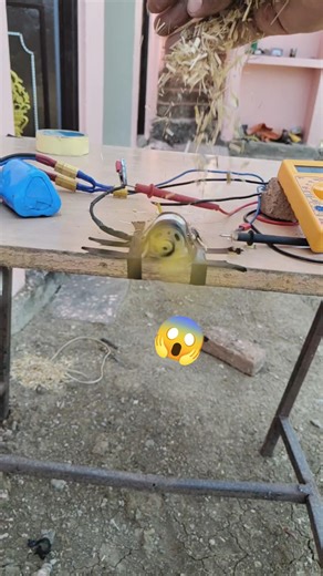 diy mini dc motor fan ☢️ #fan #dcmotor #powerful #shorts #viralshort