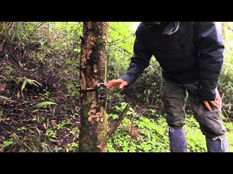 Protecting Panda Habitat in China