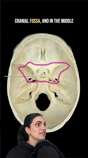 Anatomy of the Skull | What is the function of this structure? | Med School Bootcamp